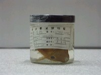 藏品(鈎鱗魨)的圖片